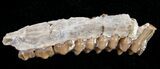 Oligocene Ruminant (Leptomeryx) Jaw Section #10555-1